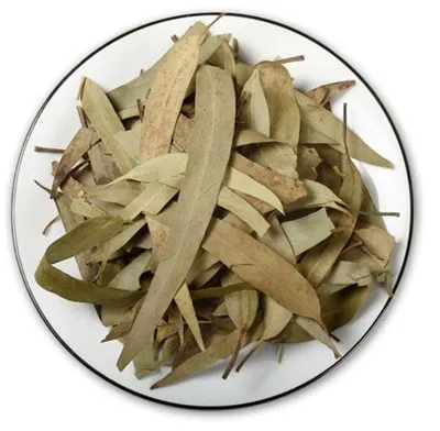 Benefits Of Drinking Eucalyptus Tea